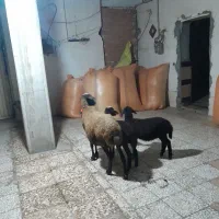 فروش یک راس میش دوقلو