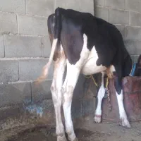 فروش گاو و شنگول