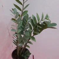 گل زامو فیلیا بلک و سبزسیاه زغال پربرگ بزرگ|گل و گیاه طبیعی|زابل, |دیوار