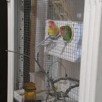 قفس پرنده|لوازم جانبی حیوانات|خوی, |دیوار