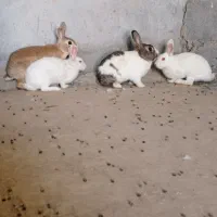 خرگوش بزرگ|موش و خرگوش|بندرعباس, |دیوار