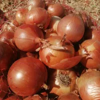 پیاز خوراکی اصل نیشابور|خوردنی و آشامیدنی|تهران, هلال احمر|دیوار