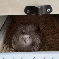 عروس هلندی مولد|پرنده|مشکیندشت, |دیوار