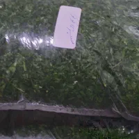 سبزی رامهرمز|خوردنی و آشامیدنی|رامهرمز, |دیوار