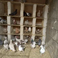 دورگ|پرنده|مبارکه, |دیوار