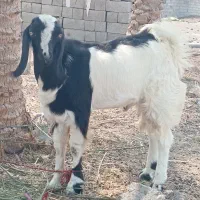 بز نر