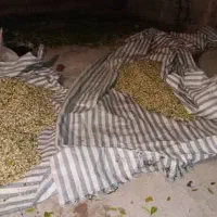 بهار نارنج خالص صادراتی|گل و گیاه طبیعی|نورآباد ممسنی, |دیوار