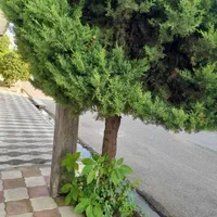 اجاره سویئت ویلایی با پارکینگ نزدیک به ساحل