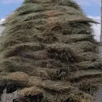 خریدوفروش علف
