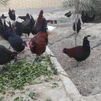 چند عدد خروس یک ساله محلی حنایی|حیوانات مزرعه|اهرم, |دیوار