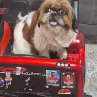 مادر و توله میکس شیتزو فلت و پامر روباهی اصیل|سگ|مشهد, کلاکوب|دیوار