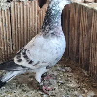 کبوتر|پرنده|نیشابور, مازول|دیوار