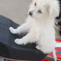 سگ پامر اشتپیز|سگ|بندرعباس, |دیوار