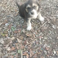 توله سگ رایگان|سگ|نوشهر, |دیوار