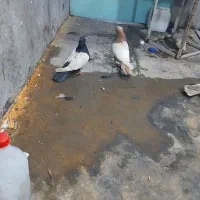 کفتر شهرستانی