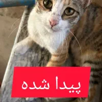 گربه پیدا شده  واگذار هم میشه