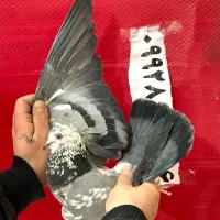 کفتر گرفتنی برج (طلا)