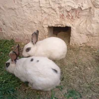 خرگوش‌نروماده