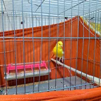 قناری نروماده|پرنده|پاکدشت, پاکدشت (مامازند)|دیوار