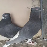 سیاه تخت دم سفید|پرنده|شاهین‌شهر, شهرک گلدیس|دیوار