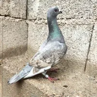 کبوتر راهکشی