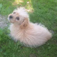 سگ شیتزو سه ماهه|سگ|بندر دیر, |دیوار