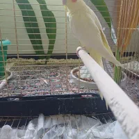 عروس هلندی