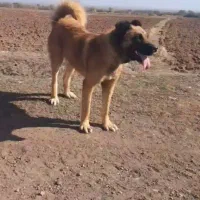 سگ سرابی نژادقدیم