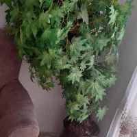 گل مصنوعی|گل مصنوعی|مشهد, طبرسی شمالی|دیوار