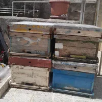 ۴کندو خالی در حد ۵۰ درصد