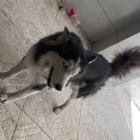 سگ هاسکی