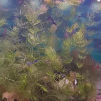 گیاه شویدی طبیعی