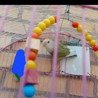 برزیلی گمونم نر باشه با فیشر ۵ماه تا یکسال معاوضه|پرنده|بندر امام خمینی, |دیوار