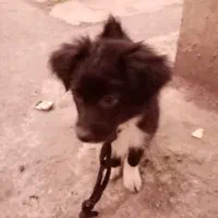 توله سگ فقط 2ماه دا ه|سگ|رشت, سلیمانداراب|دیوار