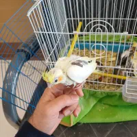 عروس هلندی معاوضه با قناری یا سهره یا گرینچیک|پرنده|چهارباغ, |دیوار