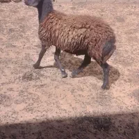 بره نر افشاری