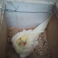 فروش جفت مولد عروس هلندی و برزیلی