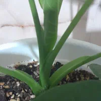 دیفن باخیا ودیفن تیکی|گل و گیاه طبیعی|هشتگرد, فاز ۷ مهستان|دیوار