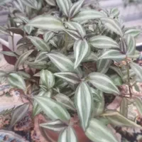 گل های متنوع