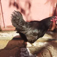 مرغ و خروس محلی