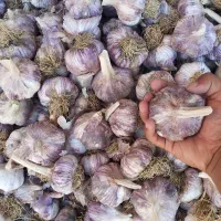 سیر بذری گرگان شاهین دژ