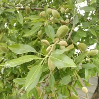 باغشهری ملوسجان بیضا|فروش خانه و ویلا|بیضا, |دیوار