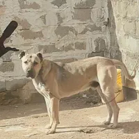 سگ سرابی فروشی