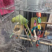 جفت ملنگو دستی