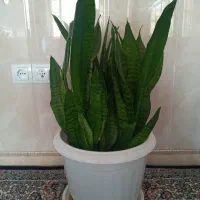 گلهای طبیعی