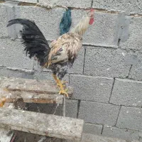 خروس گردن لخت و مرغ گناوه|حیوانات مزرعه|بندر گناوه, |دیوار