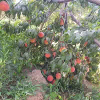 باغ اماده روستای سیمین
