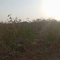 فروش فوری، فو ری باغ پسته هم سیاهت هم درآمد