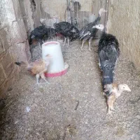 بوقلمون