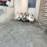 سلام خسته نباشید تعدا۱۴عددغاز